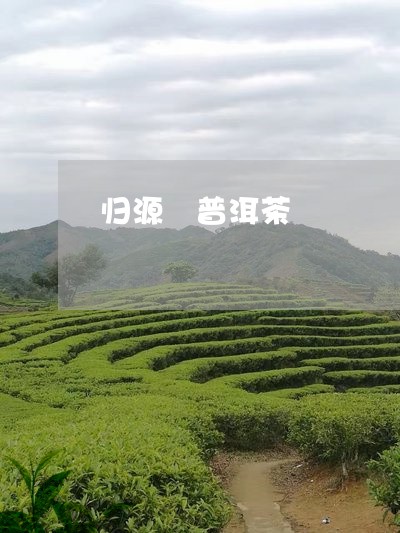 归源 普洱茶/2023042746357